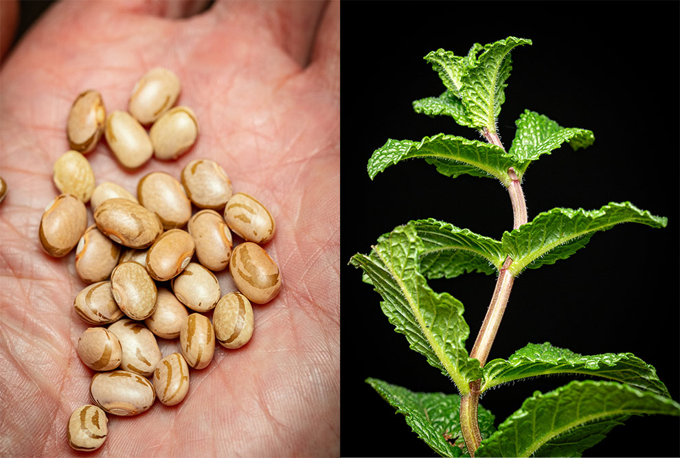 Pesquisador comparou o perfil de compostos voláteis em amostras de hortelã (à esqueda) e feijão carioca cultivados em três sistemas diferentes