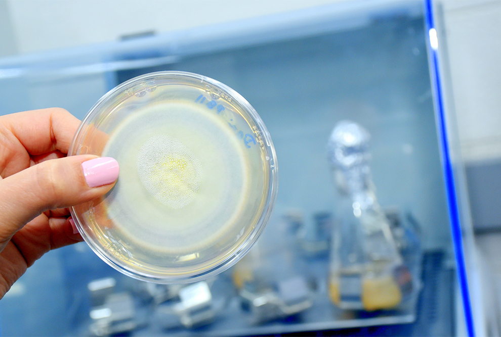 Amostra de fungo endofítico no Laboratório de Biologia Química Microbiana: estudo abre frentes no campo de controle de pragas agrícolas
