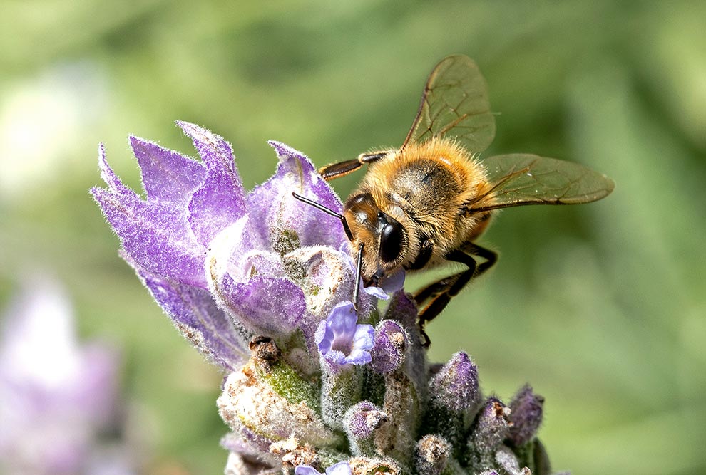 Espécies tidas como centrais na rede, como é o caso da abelha do mel, lidam melhor com o conflito entre o que o ambiente favorece e o que as outras espécies selecionam