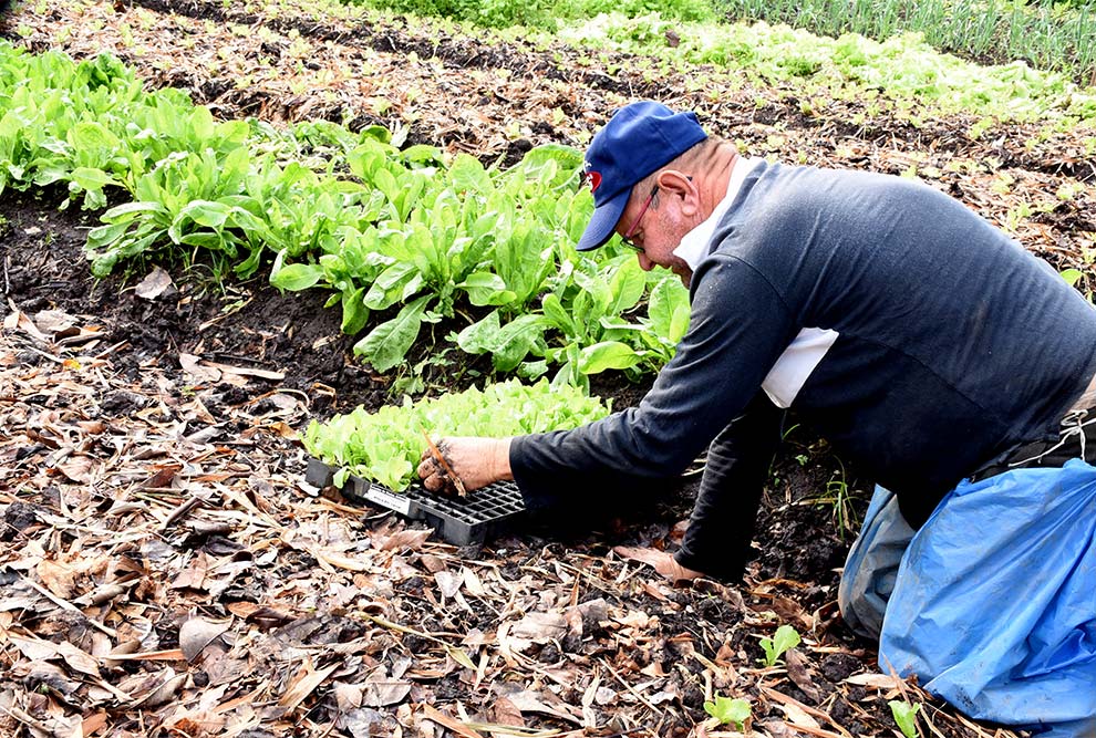 Agricultura orgânica em horta na região central de Campinas