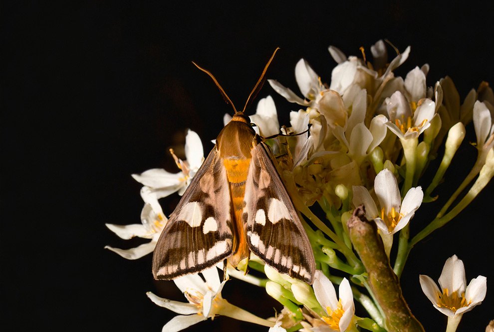 Unicom und iDiv aus Deutschland veranstalten einen Workshop zu Bestäubernetzwerken und ökologischen Auswirkungen der Lebensraumfragmentierung.