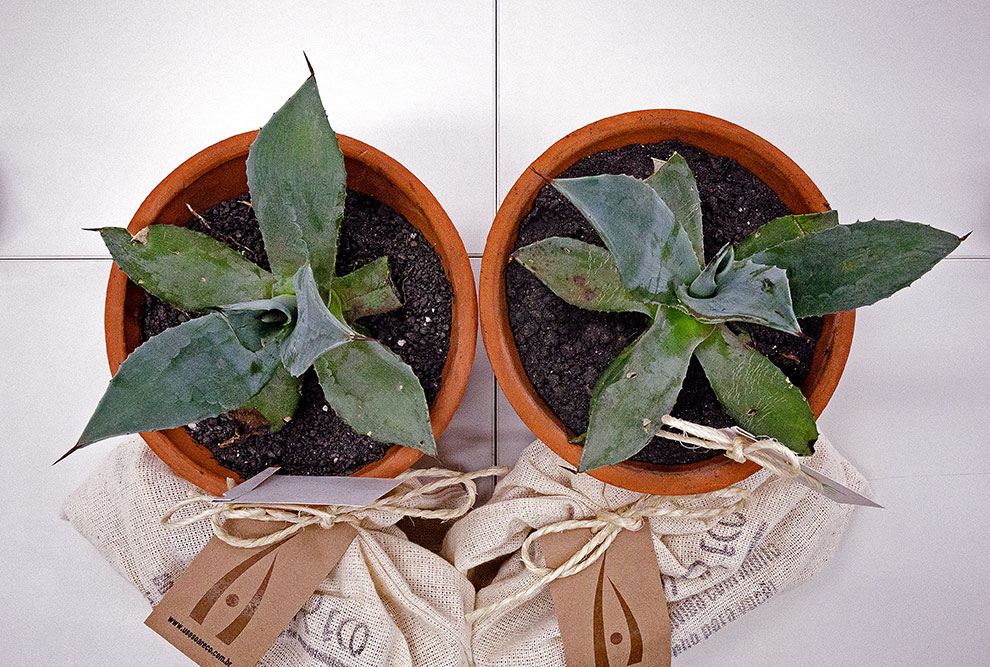fotografia tirada de cima de duas mudas da planta agave em vasos laranjas. fim da descrição