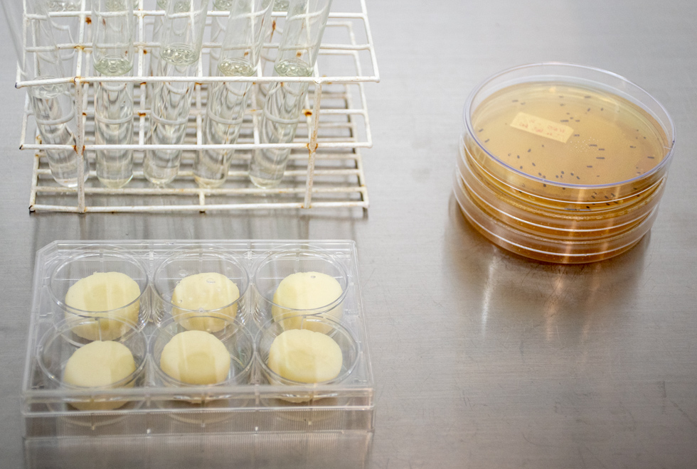 O trabalho empregou pela primeira vez a técnica de engenharia evolutiva ou adaptativa envolvendo bactérias láticas isoladas de queijos artesanais