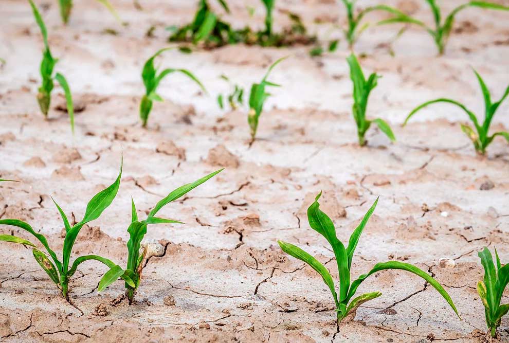 Cepagri/Unicamp tem alertado sobre os crescentes os riscos de perdas na produção de grãos