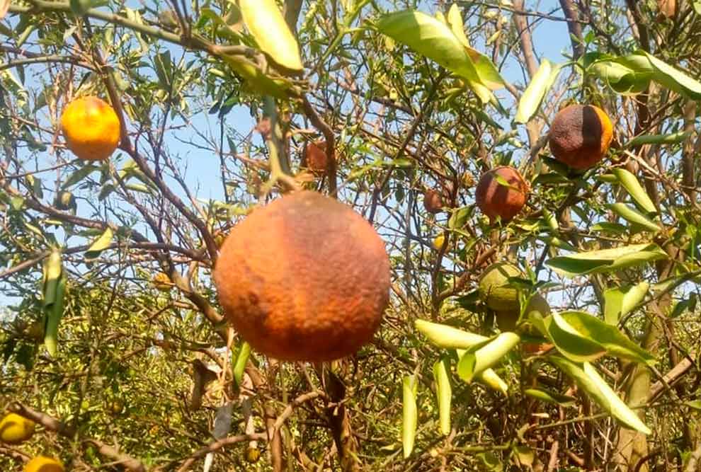 Calor excessivo e deficiência hídrica têm impacto na produção de laranja no estado de São Paulo. Crédito: Fundecitrus