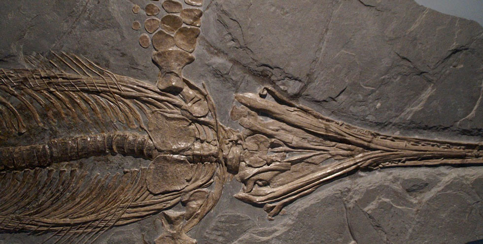 "História de um Fóssil": Museu de Ciências oferece oficina gratuita para crianças entre 7 e 9 anos