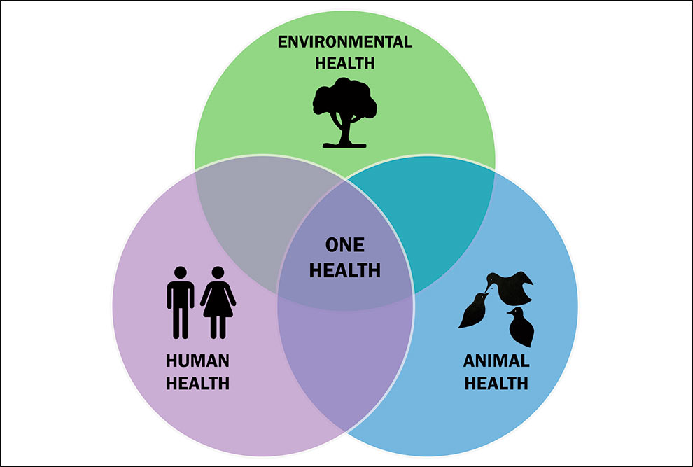 esquema mostra ciclo do conceito de one health