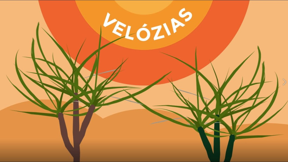 Ilustração relacionada a velózias, plantas que ocorrem na sua maioria nos campos rupestres no Brasil