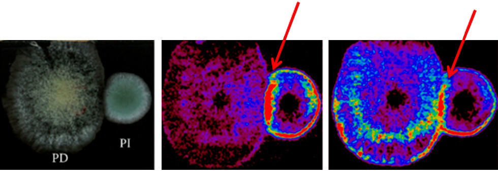 imagem de fungo por espectrometria de massas