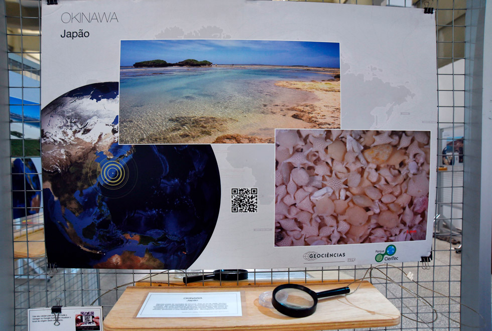 Carapaças em forma de estrela encontradas em praias do município de Okinawa, no Japão