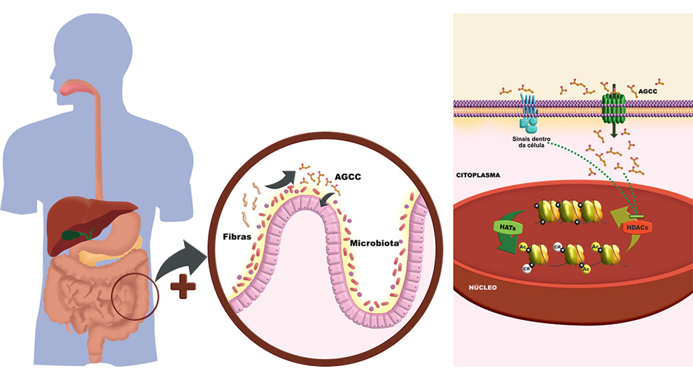 Fibras alimentares são metabolizadas pelas bactérias da microbiota intestinal. Durante esse processo, as bactérias produzem e liberam ácidos graxos de cadeia curta (AGCC) no lúmen intestinal. Estes compostos são importante via de comunicação entre a microbiota e nossas células. O projeto visa identificar e caracterizar os alvos moleculares dessas moléculas em células epiteliais intestinais e do sistema imune presentes ao longo do trato intestinal.