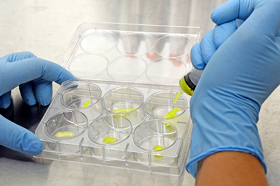 Grupo do IQ vem desenvolvendo materiais bem diversificados para a obtenção de nano-partículas