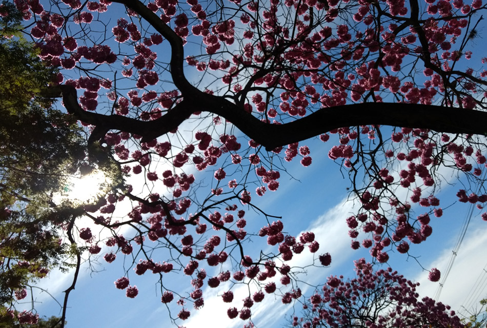 Temperaturas baixas em Campinas e região