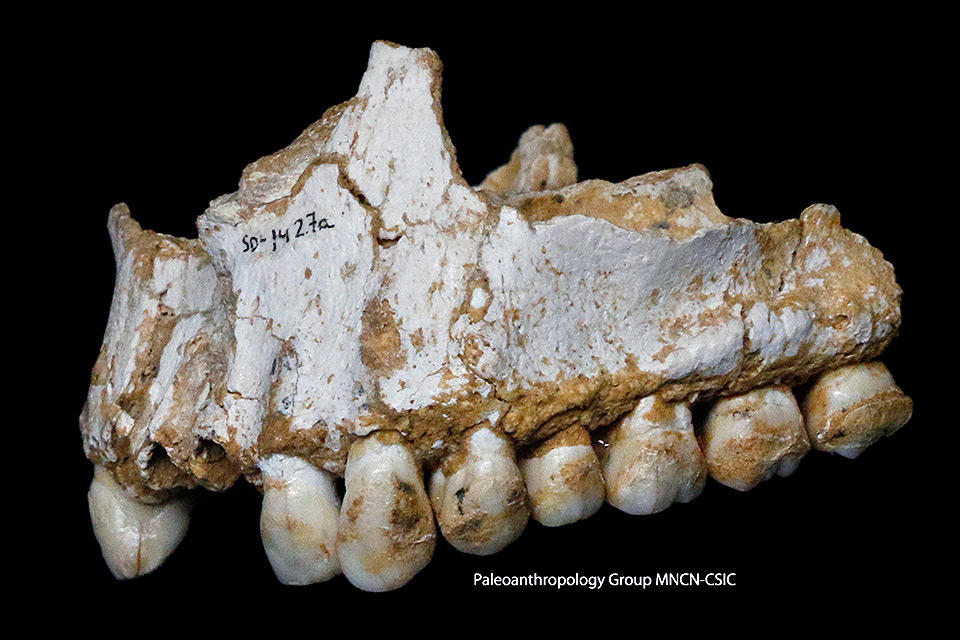 Paleoanthropology Group MNCN-CSIC/Divulgação
