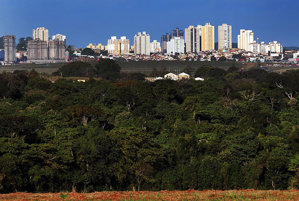 Mata Santa Genebra é uma das áreas verdes incluída no projeto de corredores ecológicos que está sendo desenvolvido na cidade de Campinas. Crédito: Carlos Bassan/PMC