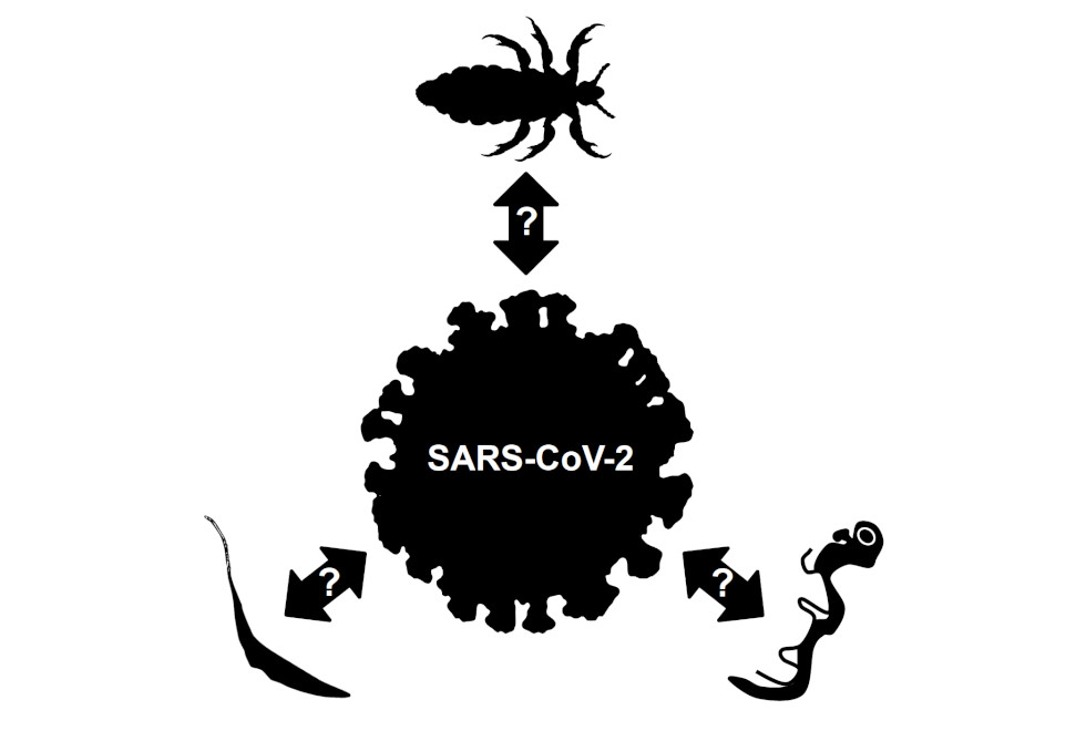 Atenção às possíveis interações entre parasitos e seus hospedeiros em situações de coinfecção por Sars-Cov-2