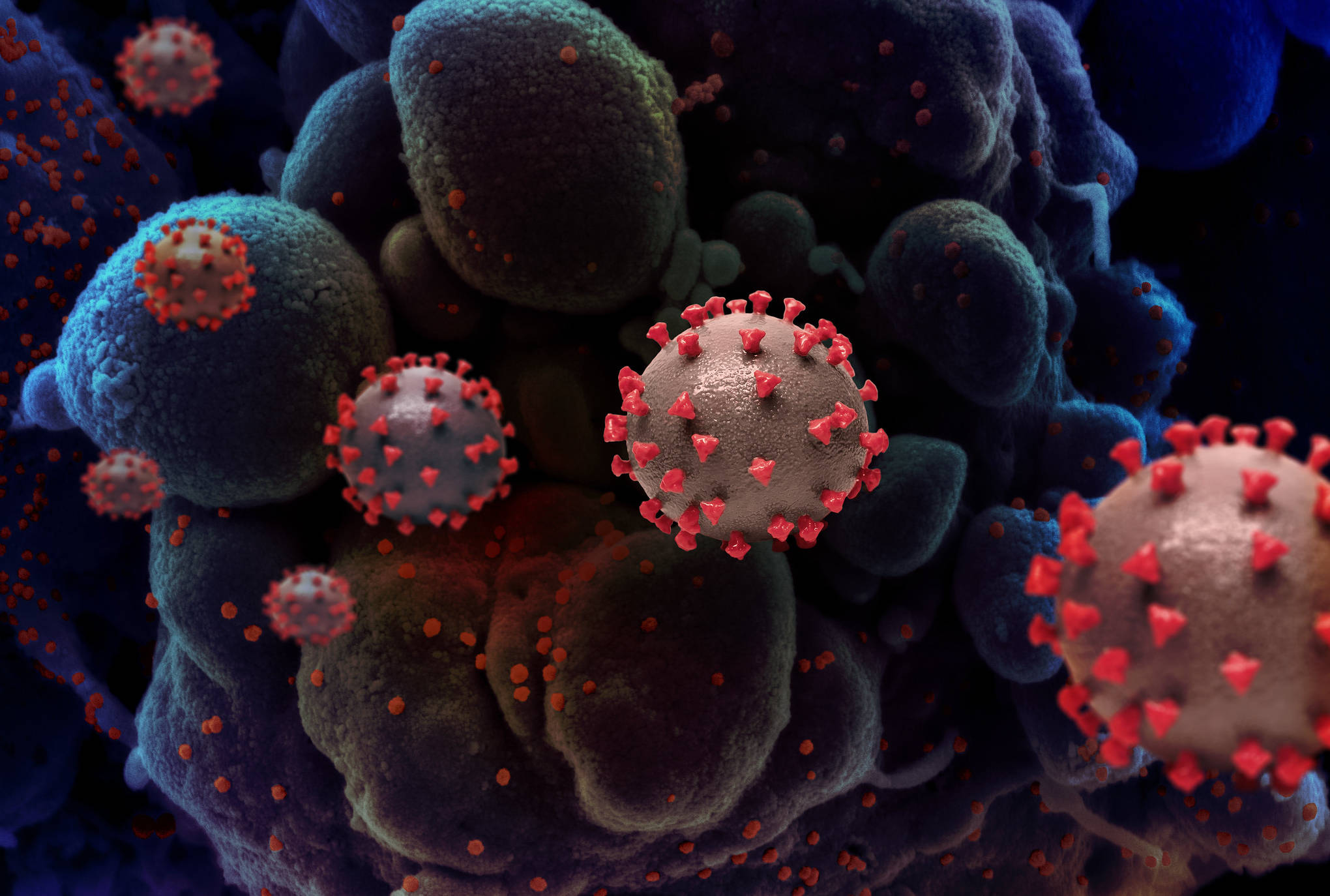 imagem mostra representação criativa do coronavírus, mostrando o núcleo redondo, em azul, com as proteínas de superfície spike em vermelho