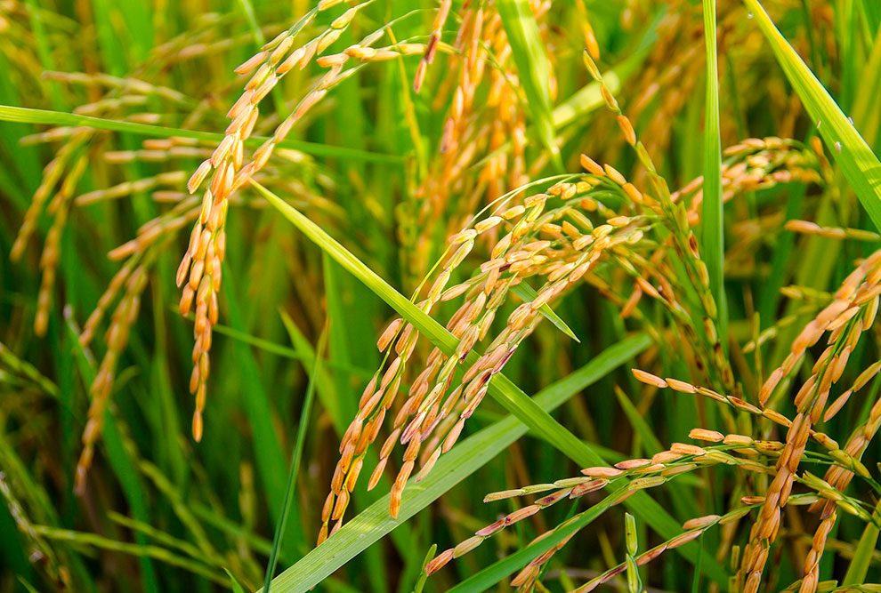 Foto de uma plantação de arroz.