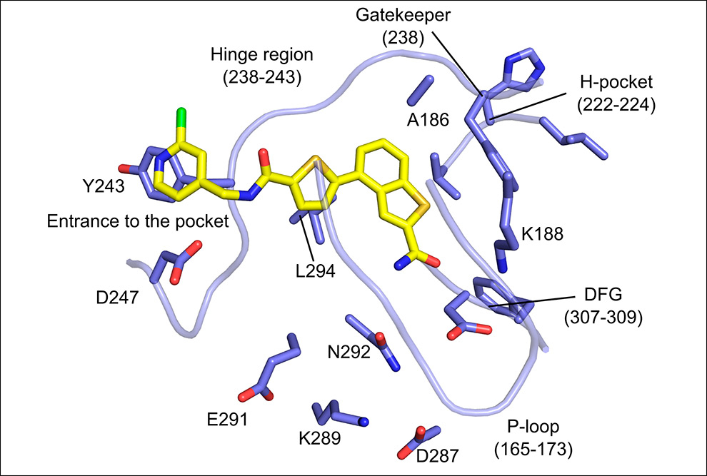 Representação da molécula contendo o esqueleto benzotiofeno (em amarelo) interagindo com a proteína DYRK1A (em tons de azul)