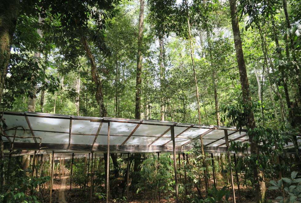 audiodescrição: fotografia colorida de árvores, na floresta amazônica; elas estão em parte tapadas por um painel plástico que restringe as chuvas de caírem no solo