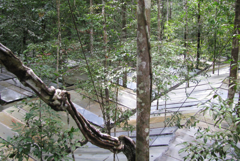 audiodescrição: fotografia colorida de árvores, na floresta amazônica; elas estão em parte tapadas por um painel plástico que restringe as chuvas de caírem no solo