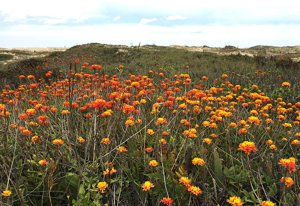 Experimentos de biologia reprodutiva revelaram que as plantas da ilha perderam a capacidade de se reproduzir com as do continente, indicando que há o processo de formação de uma nova espécie em andamento