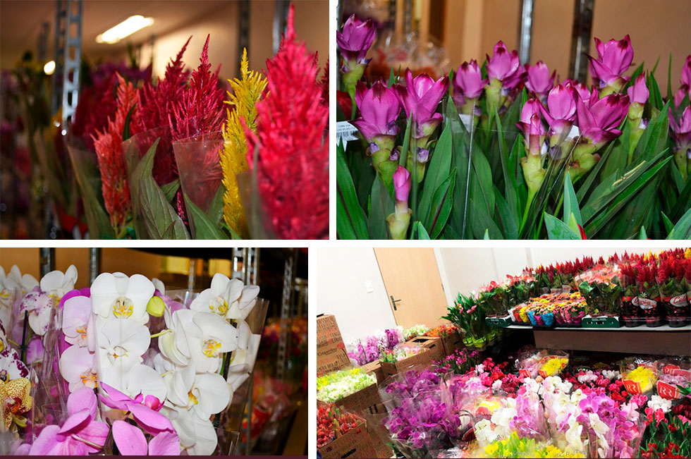 Floricultores levaram cor ao HC com tulipas, rosas, cúrcumas, callas, azaleias, crisântemos e outras