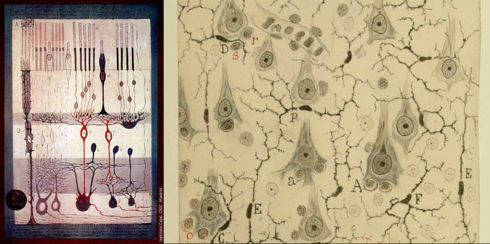Ilustrações científicas de Ramon y Cajal