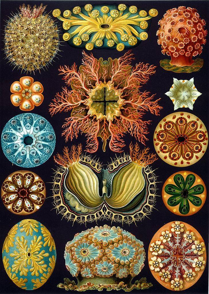 Ilustrações de Ernst Haeckel