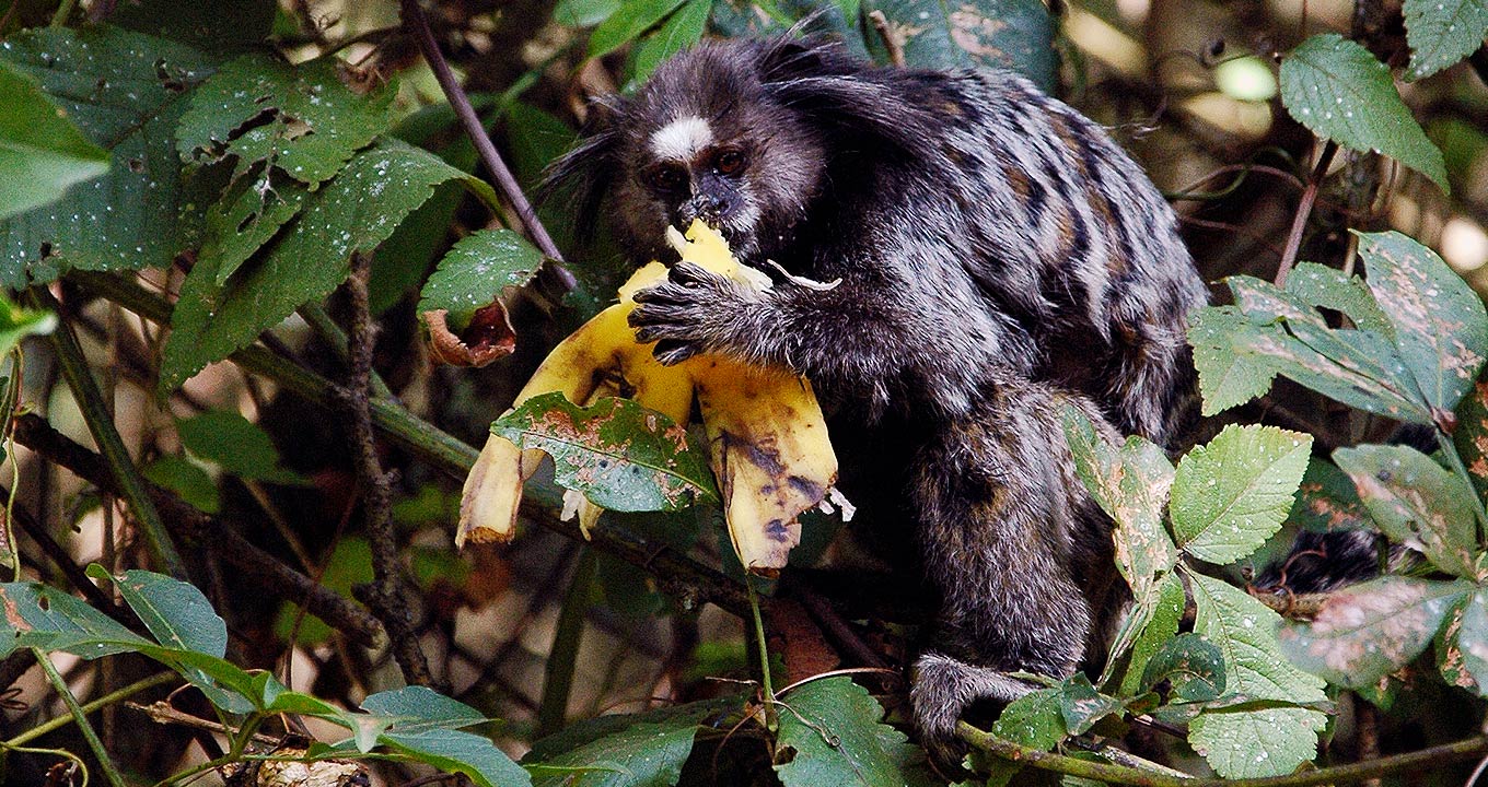 Macaco no distrito de Joaquim Egídio, na zona rural de Campinas: para especialista, animal “é um sentinela, um sinal de alerta” Foto: Álvaro Kassab
