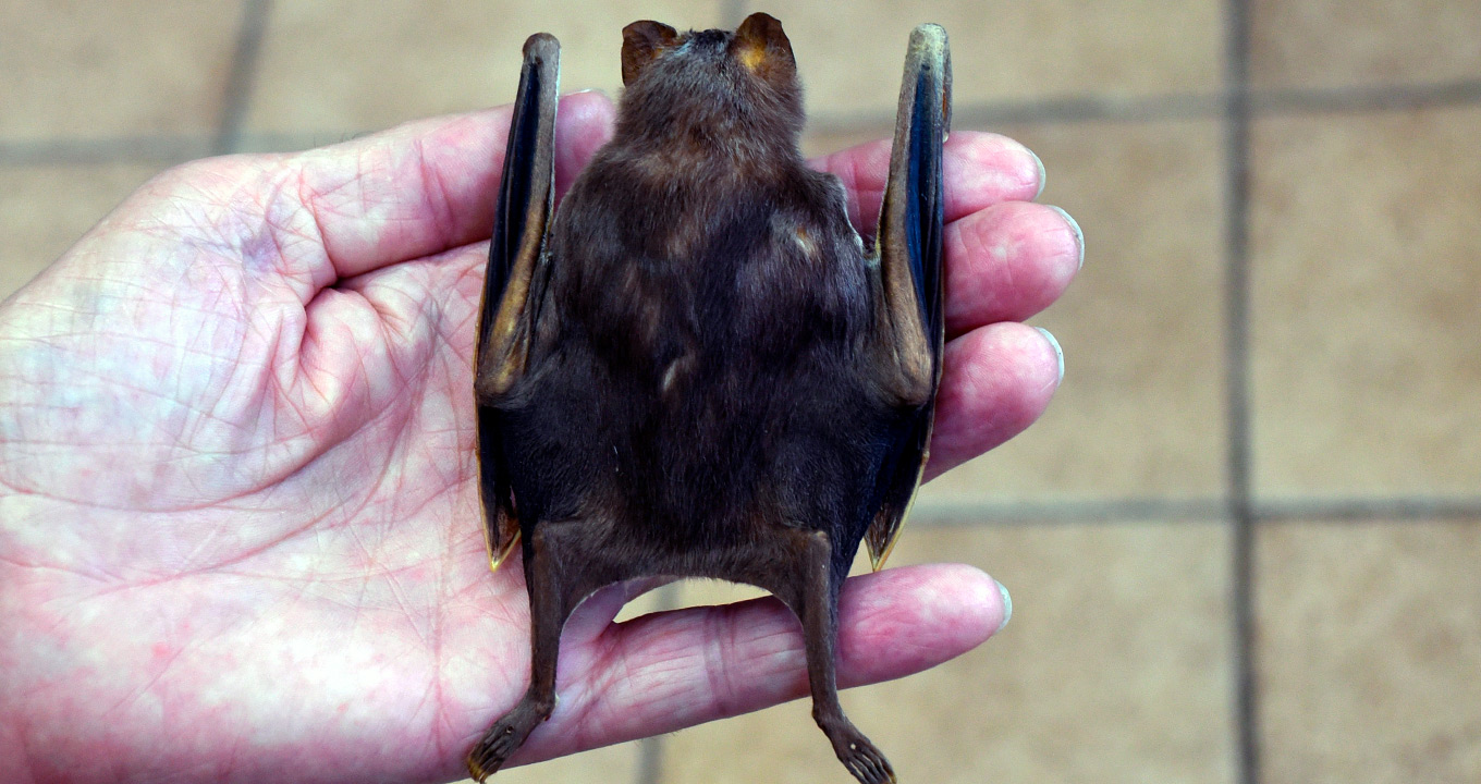 Proliferação de javalis faz crescer população de morcegos