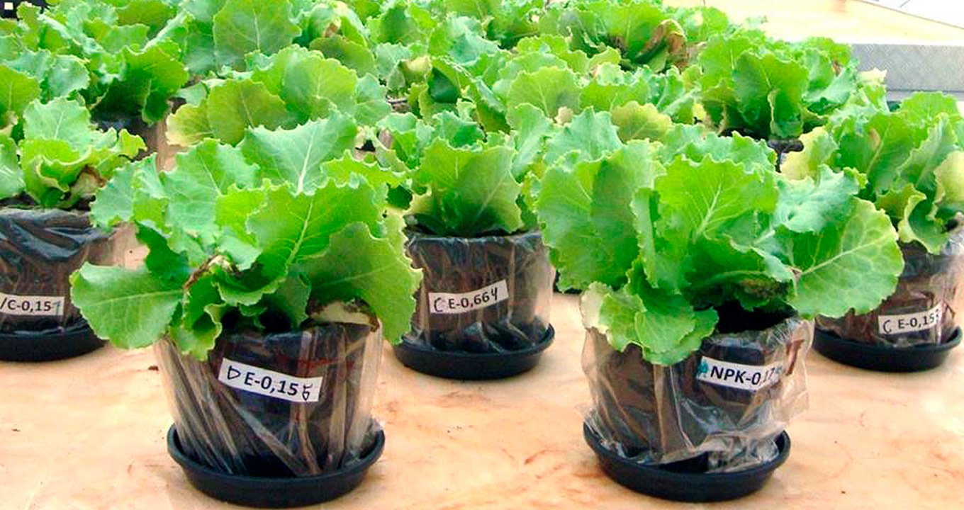 Cultivo de alface pós fertilização | Foto: reprodução Cultivo de alface pós fertilização