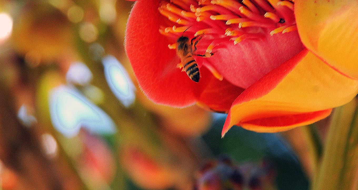 Pesquisadores analisaram interações entre abelhas que polinizam as flores ao coletar néctar ou aves que consomem frutos de várias espécies de plantas | Foto: Antoninho Perri