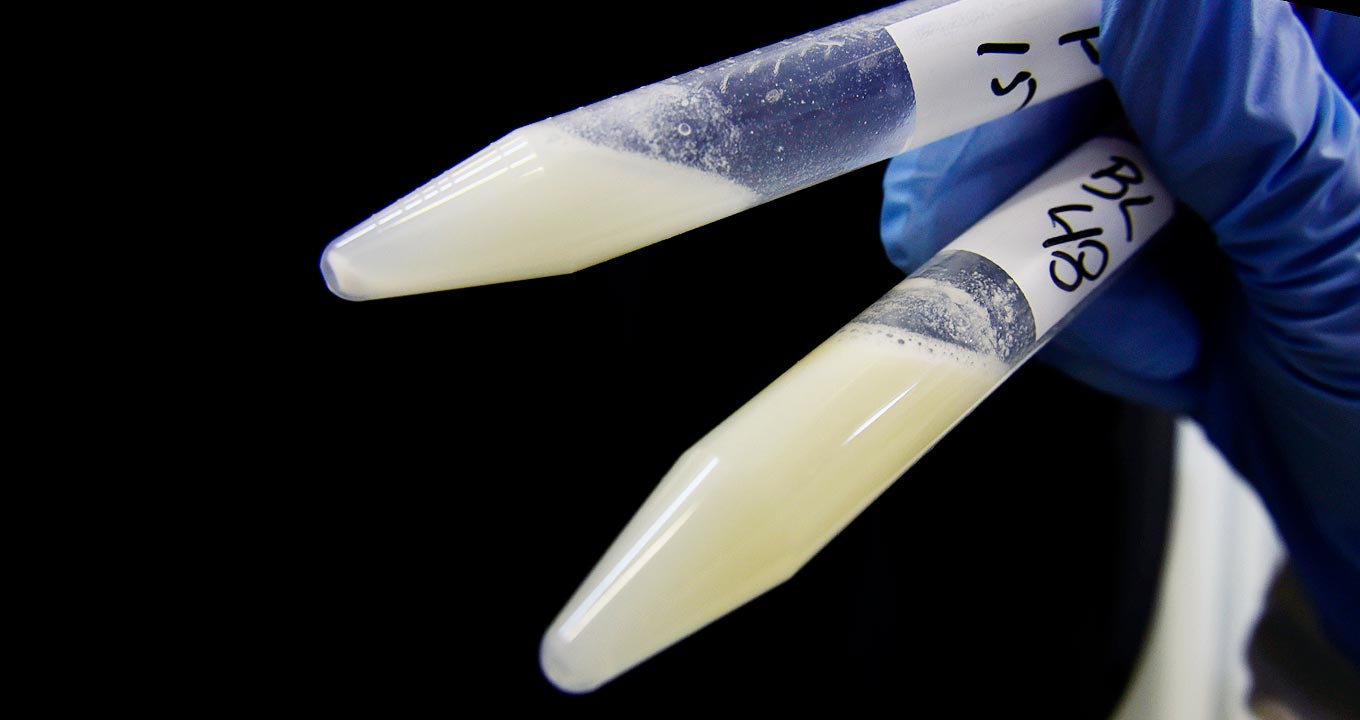 Amostras usadas nas pesquisas em laboratório do Instituto de Química da Unicamp Amostras usadas nas pesquisas em laboratório do Instituto de Química da Unicamp