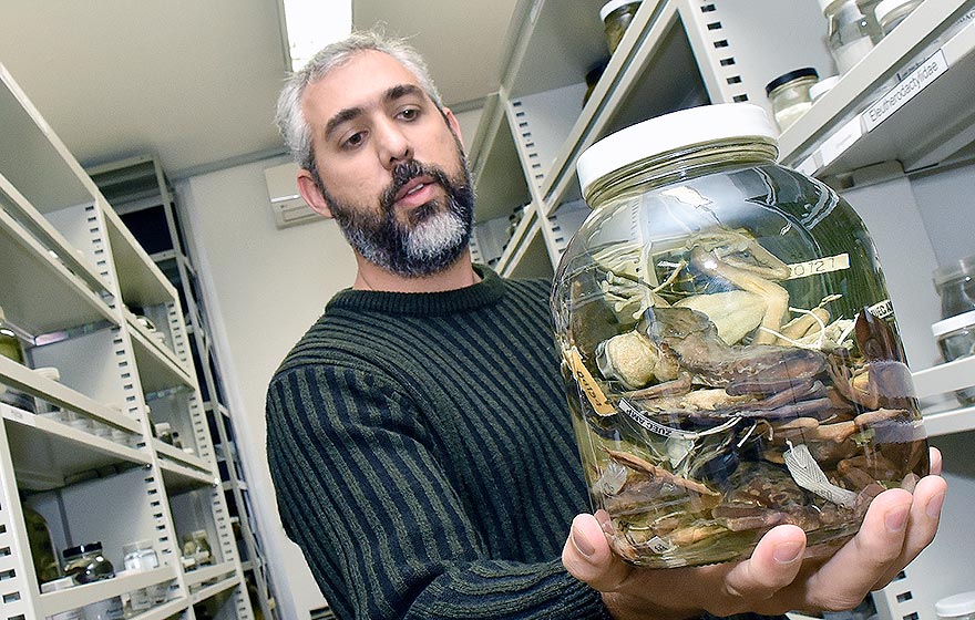 Luís Felipe Toledo, chefe do Laboratório de História Natural de Anfíbios Brasileiros do IB 