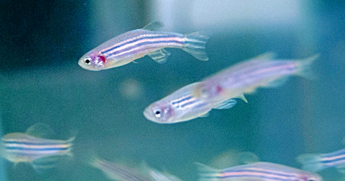 O zebrafish, ou Paulistinha, tem 70% dos genes semelhantes ao genoma humano Audiodescrição: Pequenos peixes com listras horizontais em tons preto e branco se movimentam em ambiente com água, da direita para esquerda.