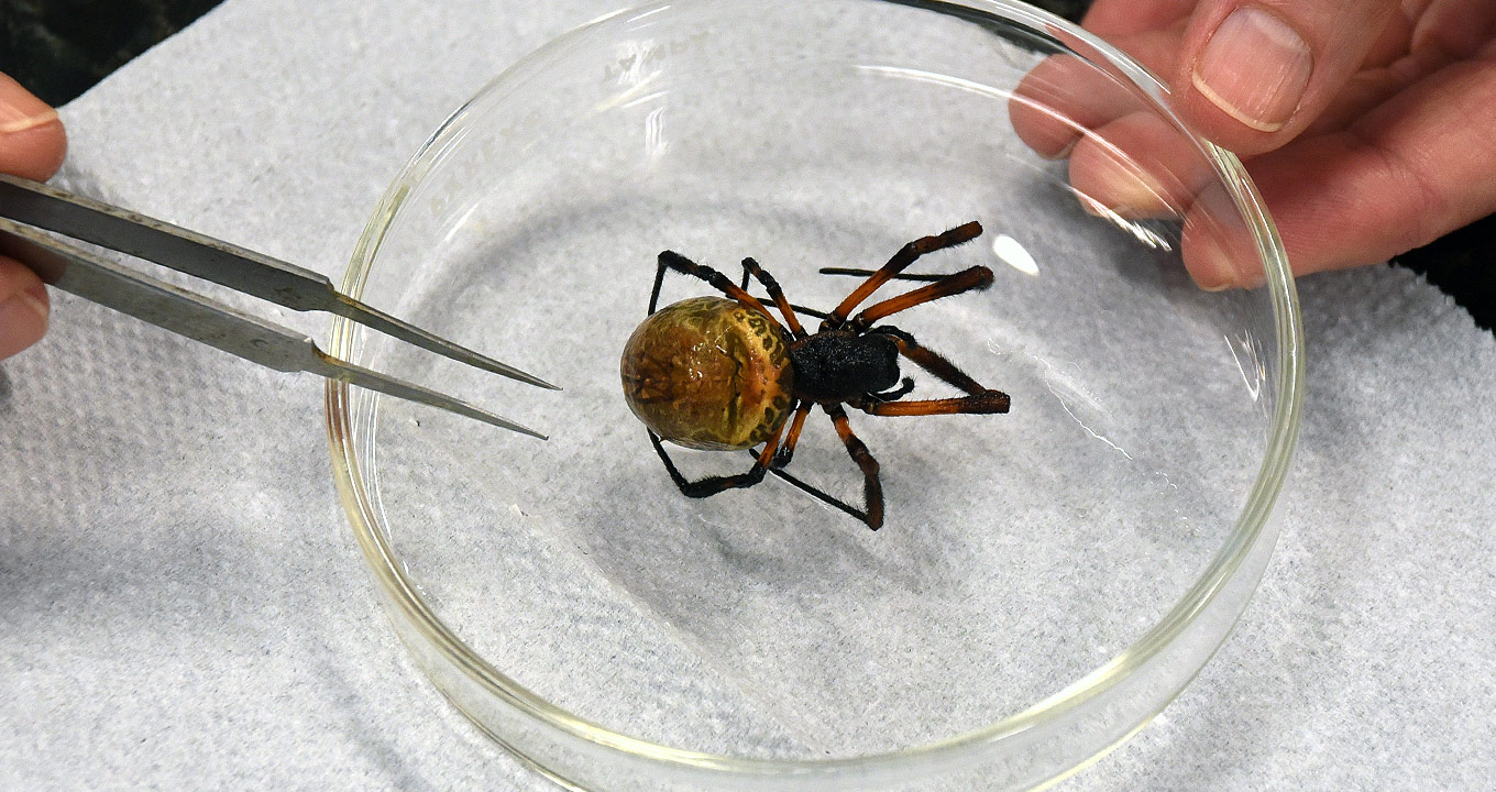 Aranha da espécie Nephila clavipes em laboratório | Foto: Antoninho Perri Audiodescrição: Em ambiente interno, imagem close-up, de cima para baixo, aranha depositada em um recipiente de vidro transparente redondo, com cerca de dez centímetros de diâmetro e dois centímetros de altura, sendo que uma pessoa segura esse recipiente com a mão esquerda, enquanto que com a mão direita segura uma pinça metálica, manipulando o inseto. O recipiente está apoiado sobre um tipo de mesa forrada com um tipo de papel toalha branco. Imagem 1 de 1.