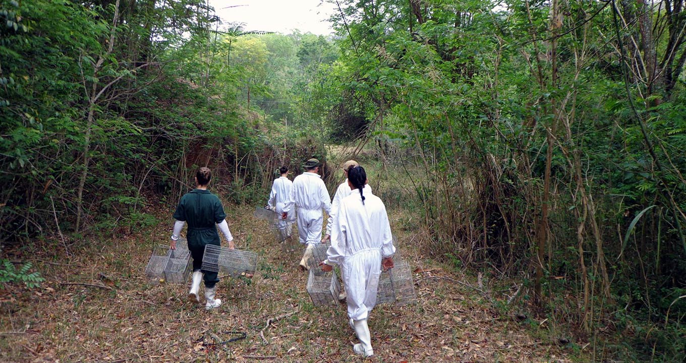 Audiodescrição: Em área com mata à direita e à esquerda, imagem de corpo inteiro, cinco pessoas, de costas na imagem, caminham próximas umas às outras, em trecho de terra com folhas secas e galhos no chão, sendo que todos vestem um tipo de macacão branco e botas de borracha branca. Apenas uma das pessoas usa macacão verde. Todos carregam nas mãos um tipo de gaiola metálica, com cerca de sessenta centímetros de extensão por trinta centímetros de altura e de largura. O tempo está nublado. Imagem 1 de 1.