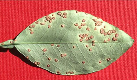 Estudo demonstrou um até então desconhecido mecanismo de defesa | Foto: Timothy Schubert | Florida Department of Agriculture and Consumer Services | Bugwood.org Estudo demonstrou um até então desconhecido mecanismo de defesa | Foto: Timothy Schubert | Florida Department of Agriculture and Consumer Services | Bugwood.org