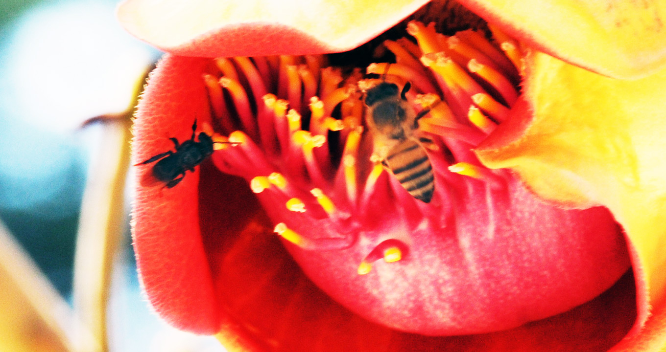 Audiodescrição: Imagem close-up de uma grande flor com pétalas amarelas e vermelhas, onde há duas abelhas, uma pousada e outra sobrevoando-a. Imagem 1 de 1. 