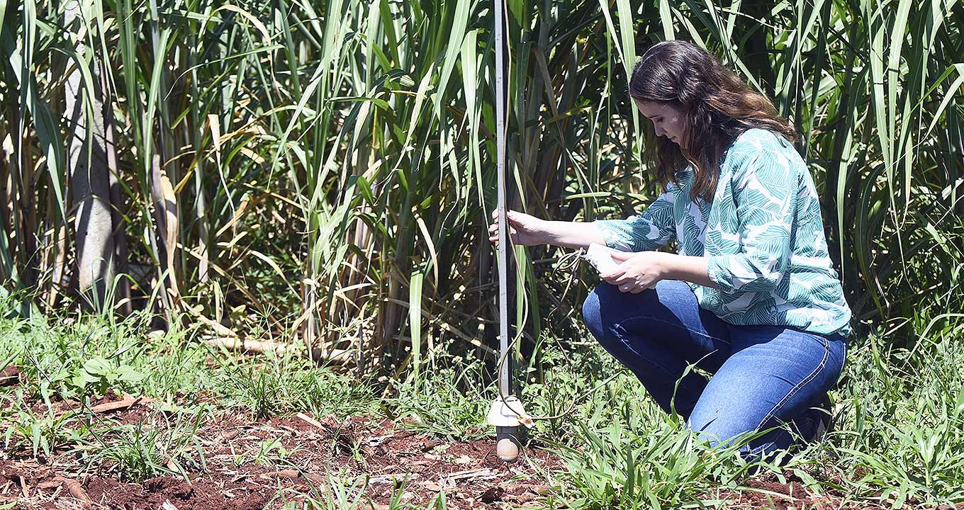 Ingrid Nehmi de Oliveira, autora da pesquisa, em trabalho de campo | Foto: Antonio Scarpinetti Audiodescrição: Em área externa ensolarada, imagem em perfil de de corpo inteiro de mulher agachada, à direita na imagem, sendo que ela segura uma grande régua de metal que está apoiada no chão com a mão direita, e com mão esquerda opera um pequeno aparelho retangular e com fios que encontra-se apoiado sobre a coxa direita dela. Ao fundo, ao lado dela, há uma ampla área com vegetação alta. Ele veste camisa de mangas compridas com estampas verdes e calça jeans. Imagem 1 de 1.