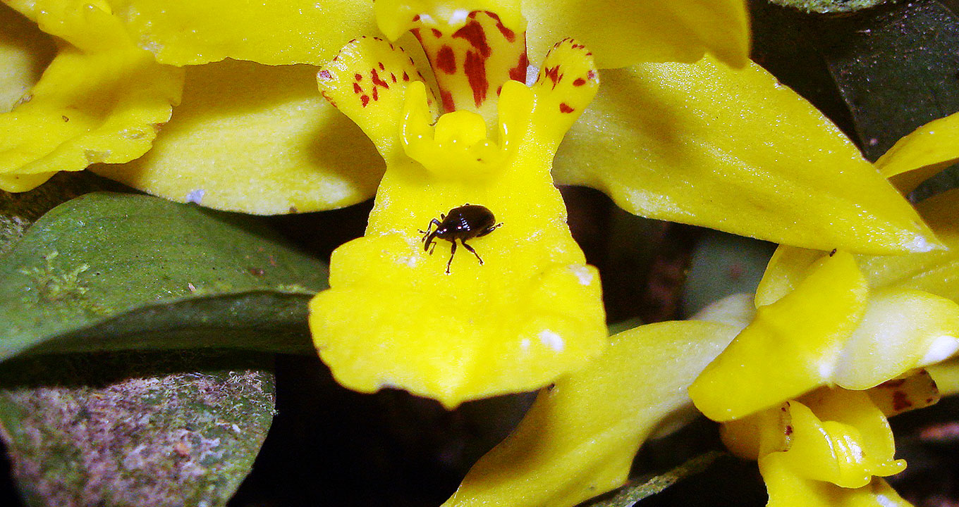 O besouro na orquídea: interação Audiodescrição: Em imagem close-up e frontal, besouro preto e em formato arredondado, ao centro da imagem, sobre uma pétala de flor amarela, sendo que a flor se estende por toda a área da foto. Imagem 1 de 1.