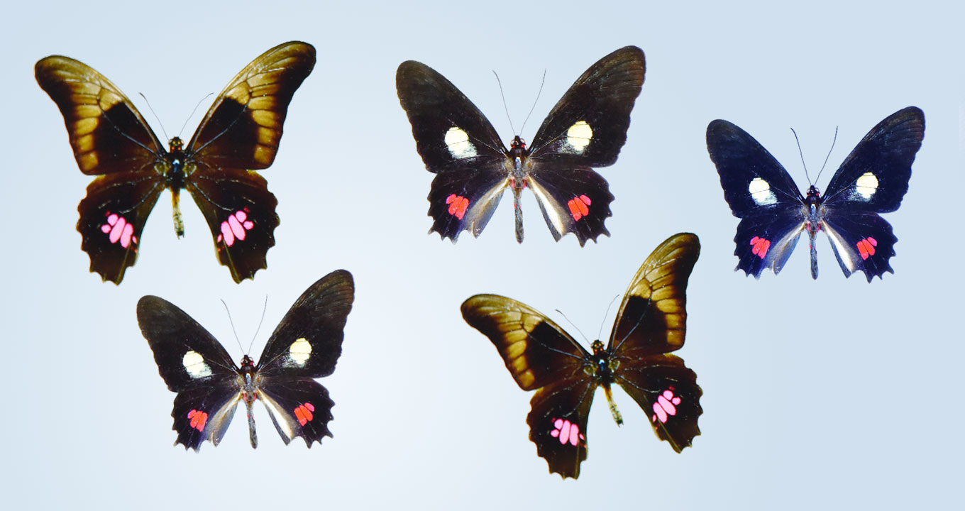 Audiodescrição: Imagem close-up e frontal de cinco borboletas de coleção de laboratório, sendo que elas estão com as asas abertas, dispostas horizontal, uma ao lado da outra, sendo três horizontal mente, acima, e duas abaixo, em outra fileira. Elas possuem tamanhos diferentes, sendo a da esquerda a maior, e a da direita e menor. Elas têm asas em marrom escuro, e detalhes em tons de rosa, vermelho e branco. Imagem 1 de 1.