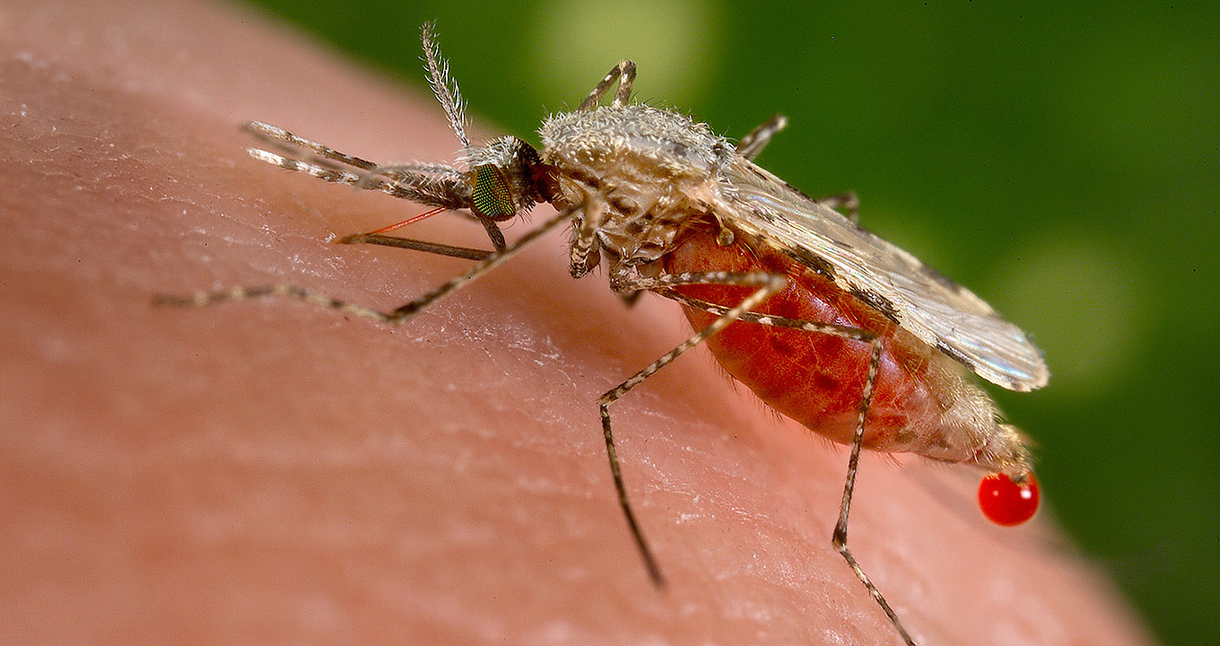 Audiodescrição: imagem close-up e em perfil de mosquito transmissor a malária pousado sobre parte da palma da mão de uma pessoa, em imagem com bastante iluminação. Imagem 1 de 1.