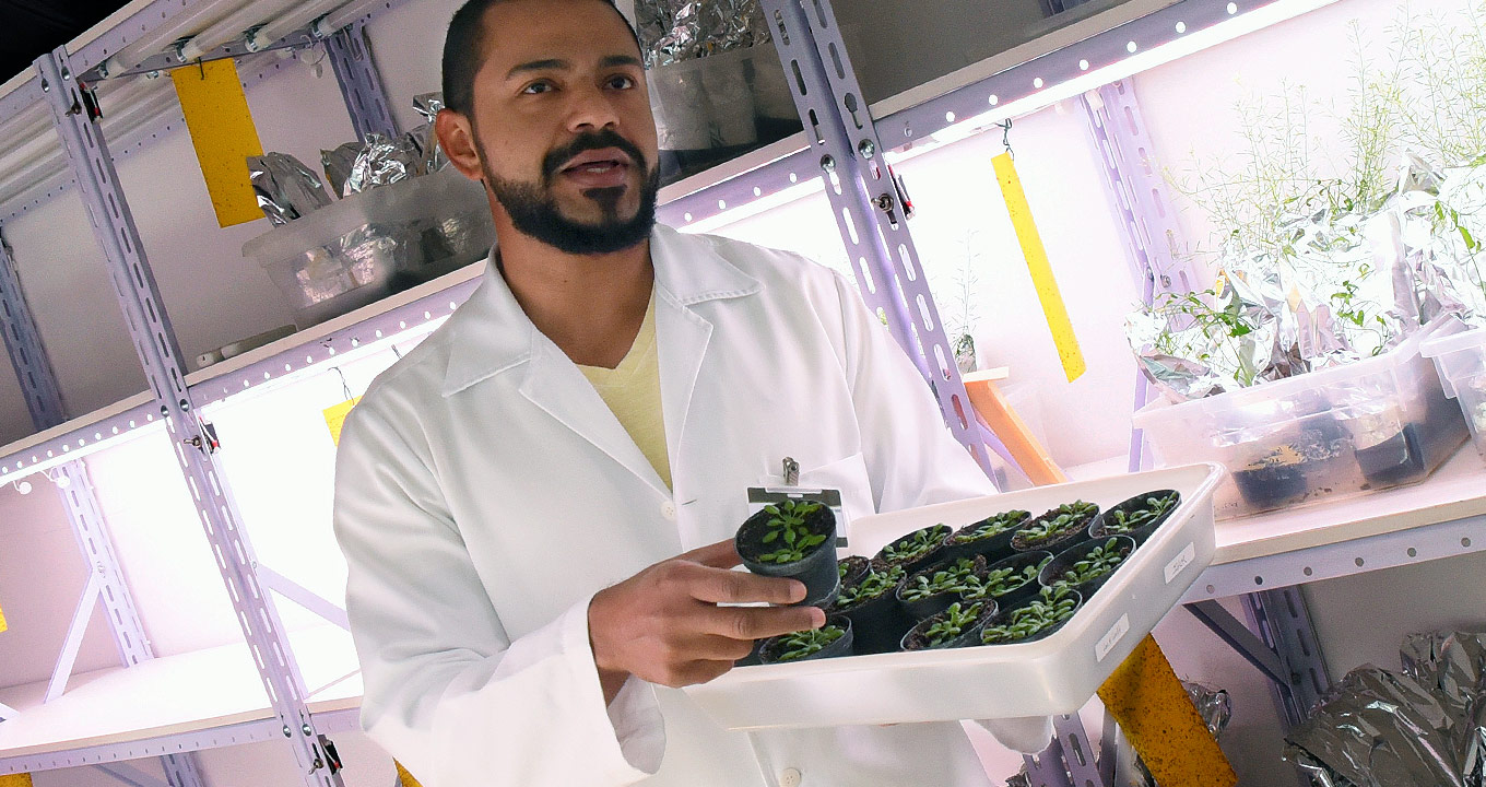 O pesquisador Américo José Carvalho Viana em laboratório do CBMEG | Foto: Antoninho Perri Audiodescrição: Em um tipo de estufa para mudas de plantas, imagem de busto e em perspectiva, homem em pé, ao centro da imagem, segura com a mão esquerda uma caixa plástica com cerca de trinta por quarenta centímetros, contendo cerca de quinze mudas de plantas em pequenos vasos pretos arredondados. Ele mantém o braço direito esticado para frente e segura um pequeno vaso com muda de planta. Ao fundo, às costas dele, ao longo de toda imagem, há uma estante de ferro com iluminação e prateleiras. Imagem 1 de 1.