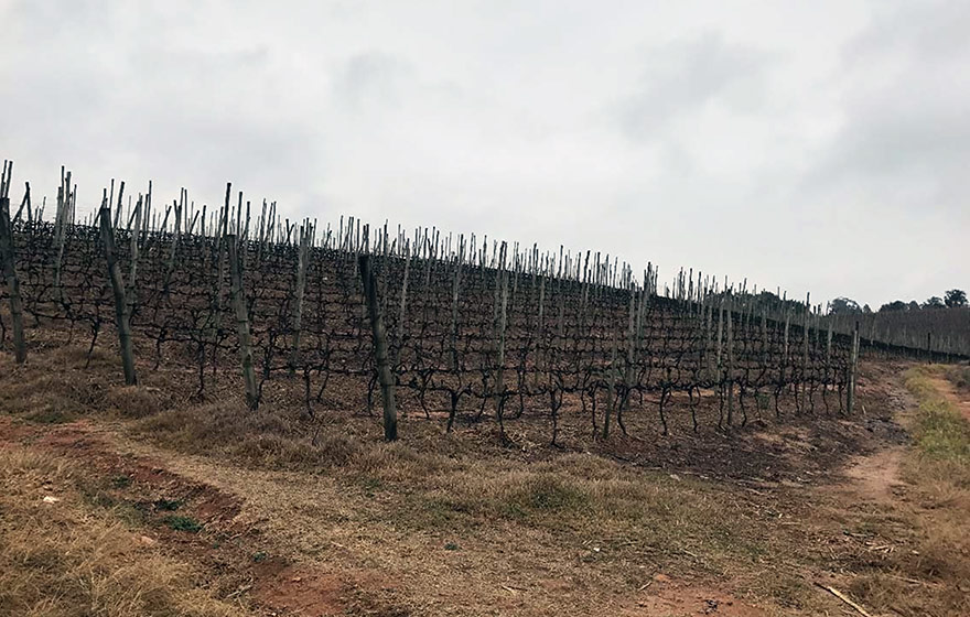 Área de plantio de uva no município de Louveira, onde foi desenvolvida a pesquisa | Reprodução