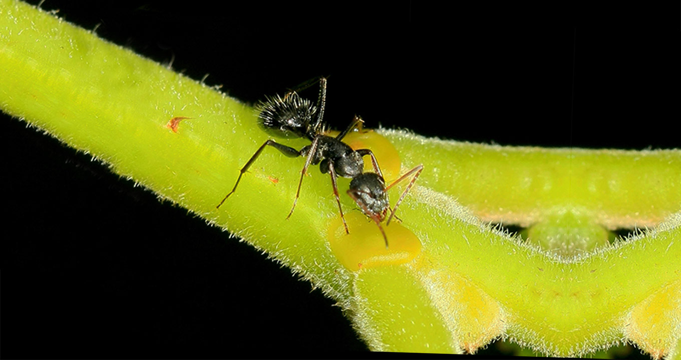 Formiga do gênero Camponotus se alimentado em uma glândula de néctar da planta pau-terra | Foto: Mayra Vidal Audiodescrição: Em imagem macro, de cima para baixo e em perspectiva, formiga preta, ao centro na imagem, posicionada com a cabeça voltada para a direita, está parada sobre o caule verde de uma planta, sendo que ela está se alimentando de um néctar amarelo que está depositado sobre essa planta. O fundo da imagem é preto. Imagem 1 de 1.