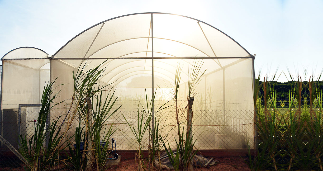 Estufa com mudas usadas nos experimentos desenvolvidos no Instituto de Biologia | Foto: Antonio Scarpinetti Audiodescrição: em área externa, em campo aberto, imagem frontal e panorâmica de uma ampla estufa de plantas, com cerca de quinze metros de extensão por sete de largura, feita com tela branca e teto em semi-círculo. À esquerda há um anexo da estufa, com cerca de um metro de largura e teto também em semi-círculo. A imagem é contra a luz do sol, aparecendo parte do céu azul na imagem. No entorno da estufa há uma ampla área com vegetação variada. Imagem 1 de 1.