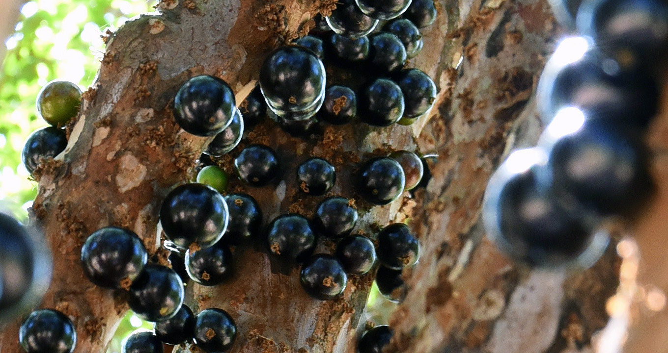 Audiodescrição: Em área ao ar livre, imagem frontal e close-up de parte do tronco de uma jabuticabeira, com várias jabuticabas, cerca de quarenta frutos. Em primeiro plano, à direita na imagem, aparece desfocado parte de um tronco de outra jabuticabeira também com alguns frutos. Imagem 1 de 1.