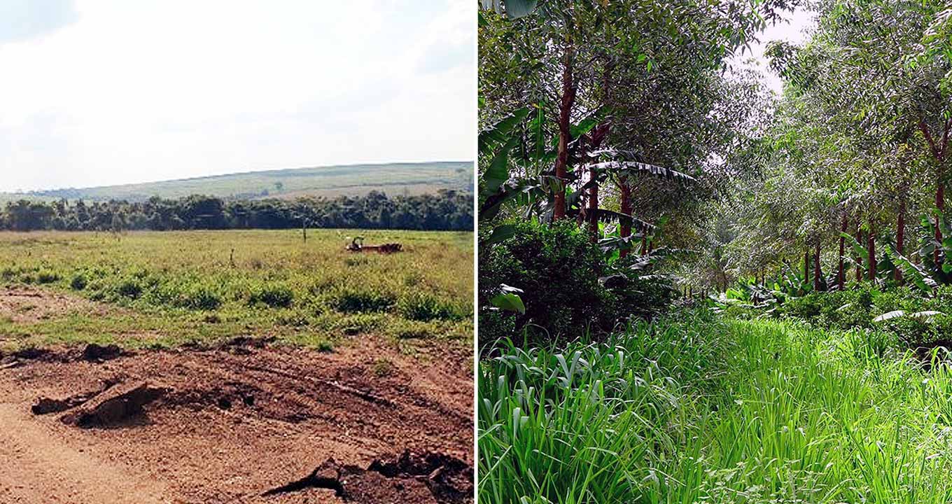 Antes e depois: área degradada formada por Neossolo Quartzarênico transformada em sistema agroflorestal em pleno desenvolvimento | Foto: Reprodução Audiodescrição: duas fotos horizontais, lado a lado, sendo que a da esquerda mostra amplo campo aberto, com grama, mato baixo e uma área de chão de terra à frente. Ao fundo, uma faixa extensa com altas árvores, e mais ao fundo ainda uma colina. Na foto à direita, uma mata mais fechada, com capina à meia altura, ao centro, e várias árvores e bananeiras enfileiradas à esquerda e à direita. Imagem 1 de 1.
